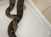 boa constrictor
