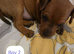 Beautiful Miniature Pincher puppies