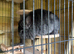 Two adorable well behaved chinchillas looking for new home