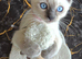 Beautiful Ragdoll × Siamese Cross Kittens – 4 Available