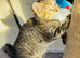 5 kittens for sale