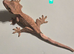 Juvenile Crested Geckos with full Lineage