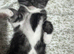 Gorgeous male kitten