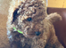 Toy poodle boy health tested parents