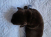 Rottmation
