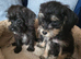 Miniature schoodles