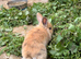 Baby rabbits for sale