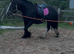 For sale dior 14.3hh cob mare
