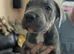 Stunning puppies ready to leave