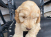 Stunning cockapoo puppies