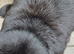 French Lop Buck