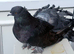 Fantail