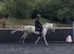 Briana gorgeous 10 yr old  grey mare 16.1