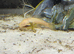 Panda corys + Plecos