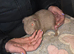 Mixed guinea pigs