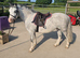 Registered section A gelding