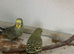 Baby budgies