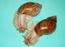 PANTHERA "GOLD" GIANT AFRICAN LAND SNAILS (5.5cm)