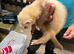 Ferrets