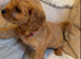 F1 Cavapoo Puppies for sale