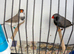 Triple black crested zebra finches
