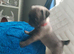 Pug x Puggle Gorgeous Puppies