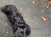 Cavapoo &times; Border Terrier cross.
