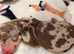 Beautiful Dapple Miniature Dachshund Puppies