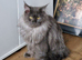 Beautiful maincoons masive