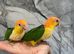 Hand-Rearing Baby Friendly Super Tame Caique Parrot