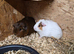 Male guinea pig