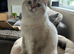 Gorgeous BSH Female READY THIS WEEKEND