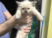 Ragdoll kittens