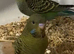 Black faced budgies