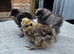Silkie Chicks
