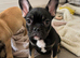 French bulldogs