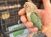 Conure parakeets for sale?