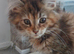 Mainecoon kittens for sale