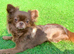 Kc reg choc female chihuahua