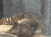 Stunning Bengal Kittens
