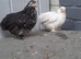 Pekin bantam chickens