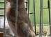 Mutation Siskin Proven Pair