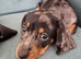 Puppy dauchunds