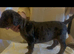 French bulldog x Show cocker spaniel pups