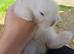 3 Baby Lion lops look for thier new homes in the next 3 weeks