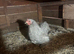5 Pekin hens for sale