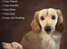 Longhaired Miniature Dachsunds - Waitlist now open