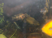 long fin oscar 7 inch free