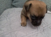 Beautiful Chihuahua Puppies