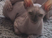 Female Sphynx
